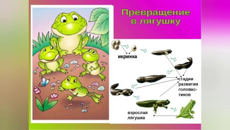 Проект по окружающему миру 3 класс размножение и развитие животных