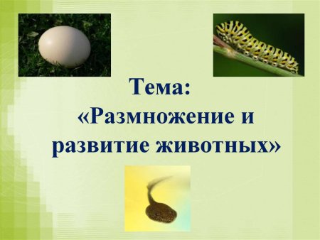 Головастик личиночная стадия развития лягушки