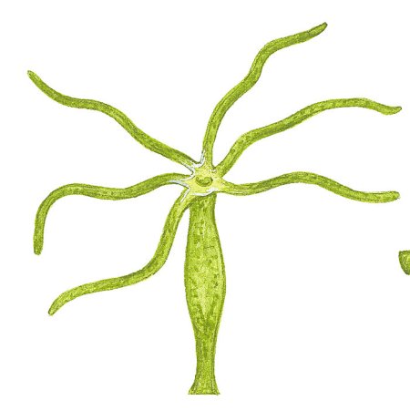 Кишечнополостные Пресноводная гидра