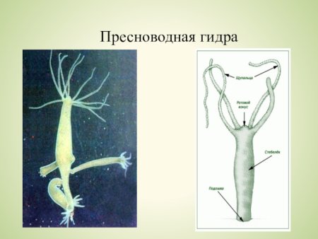 Пресноводный полип гидра