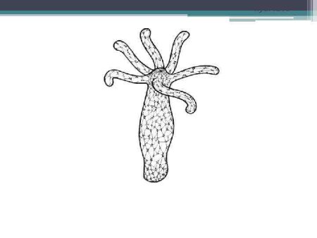 Гидра биология