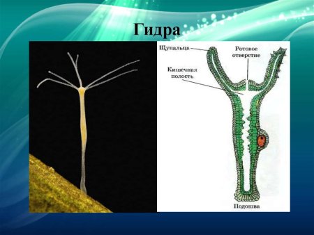 Гидра обыкновенная