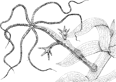 Гидра длинностебельчатая строение