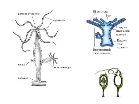 Ментальные карты Тип кишечнополостных