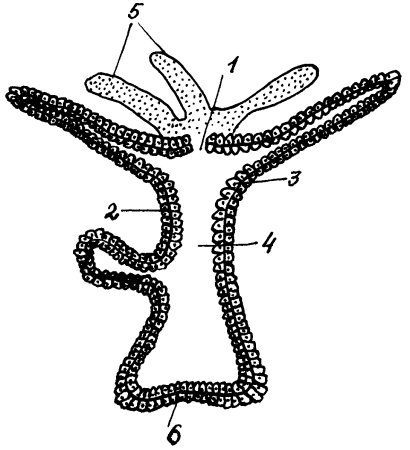 Гастральная полость гидры