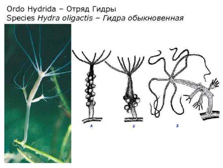 Гидры Стрекающие