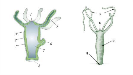 Пищеварительная система кишечнополостных червей