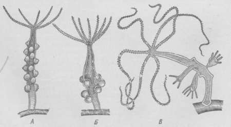 Гидра Кишечнополостные