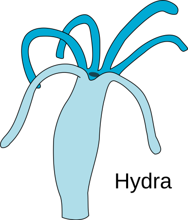 Гидра биология