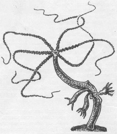 Гидра стебельчатая