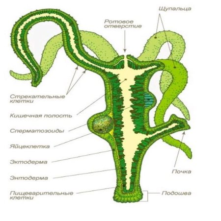 Строение гидры 7 класс биология