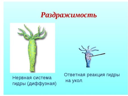 Строение нервной системы гидры