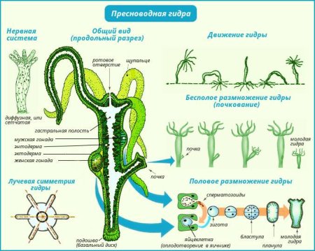 Полип гидра размножение