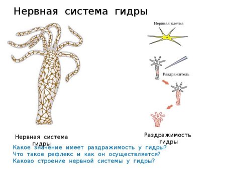 Внешнее строение пресноводной гидры