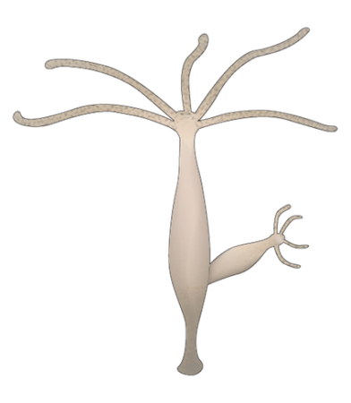 Пресноводный полип гидра строение