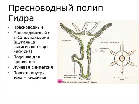 Пресноводный полип гидра строение