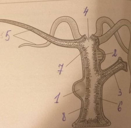 Гидра Кишечнополостные