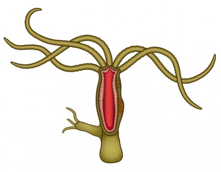 Пресноводная гидра характеристика