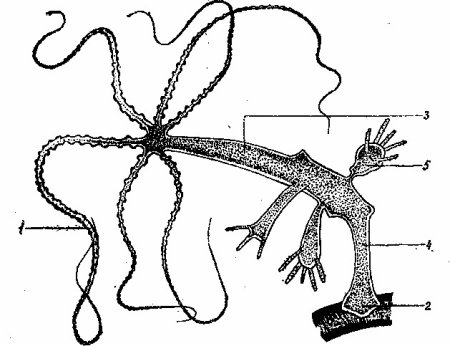 Гидра (hydra) кишечнополостных