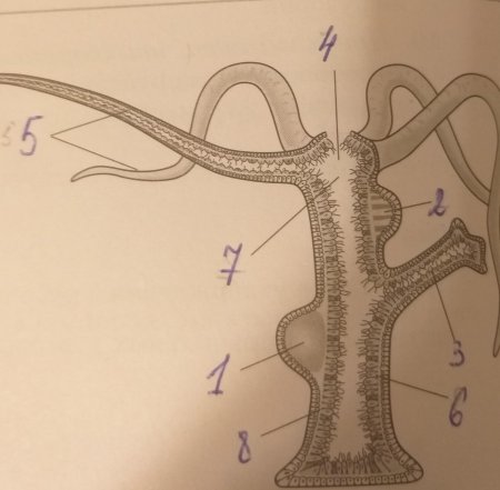 Гидра кишечная полость биология
