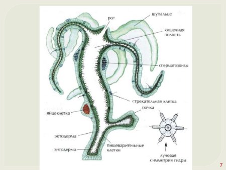 Конрад Геснер история животных