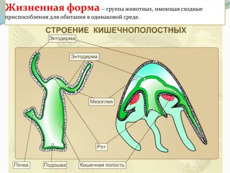 Монгольские Мифические существа