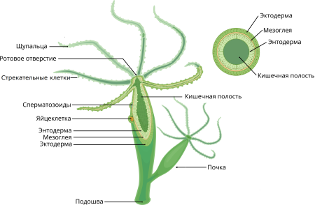 Ковлунская гидра