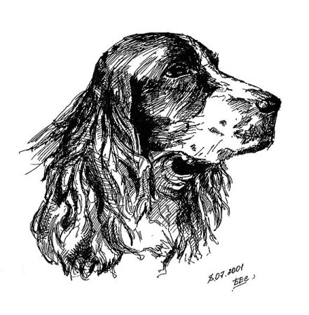 Русский охотничий спаниель