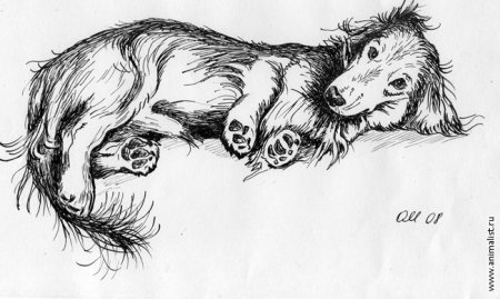 Зарисовки животных тушью