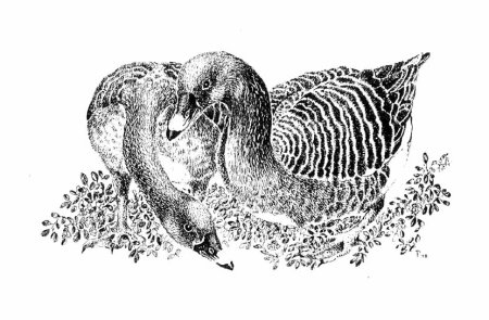 Птицы Графика