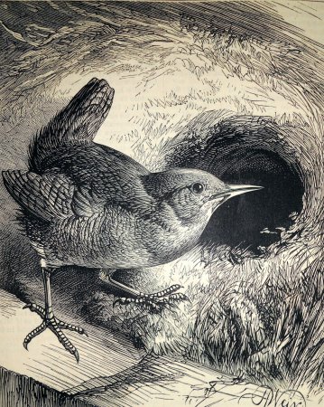 Графика тушью животные