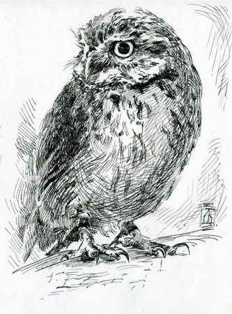 Павлин рисунок