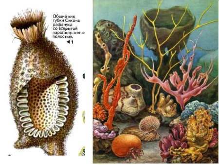 Подцарство многоклеточные Тип губки