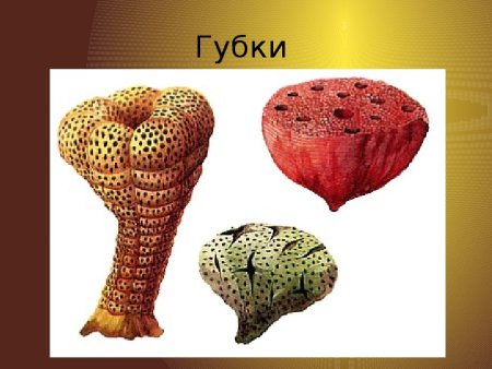 Многоклеточные беспозвоночные губки
