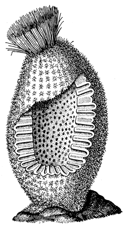 Губка Сикон строение