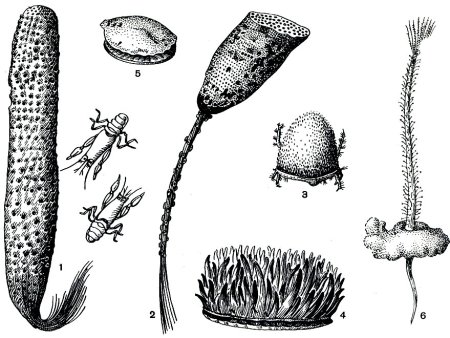Губка Сикон размножение