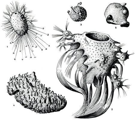 Размножение губок почкованием