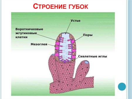 Сикон общий вид губки