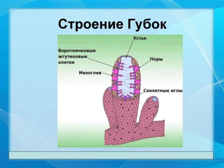 Морская губка