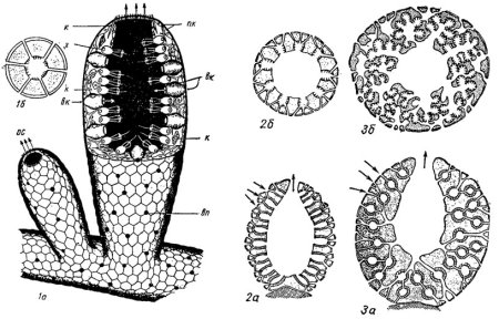 Сикон общий вид губки