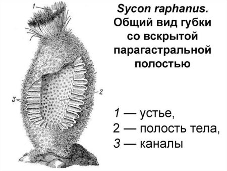Хоаноциты у губок