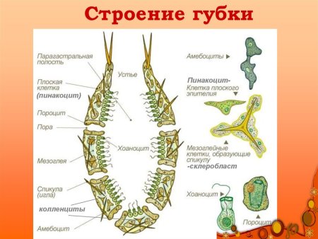 Схема внутреннего строения губки
