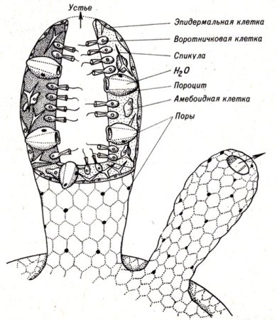 Кораллы для дошкольников