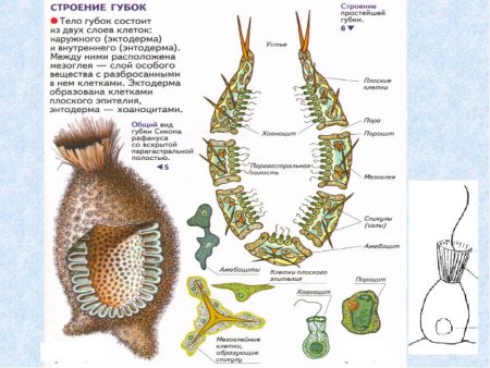 Схема строения губки