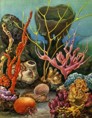 Кораллы карандашом