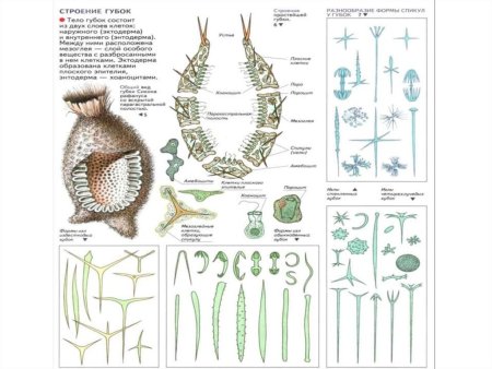 Строение губки биология