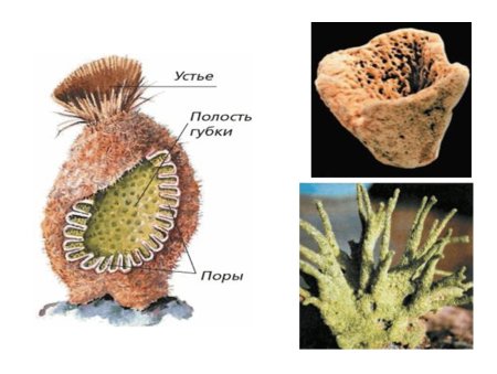 Многоклеточные беспозвоночные губки