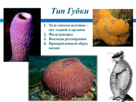 Тип губки размножение