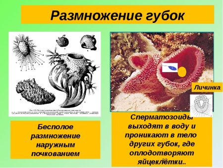 Строение губок биология 7 класс