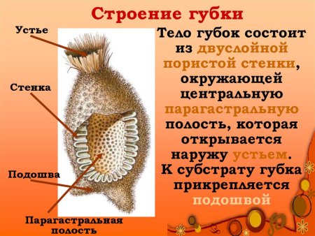 Морская губка